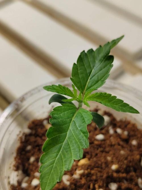 Slurricane x PLCG S1. Week 2 - 31/03