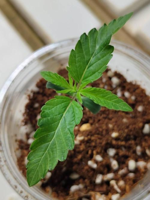 Slurricane x PLCG S1. Week 2 - 31/03