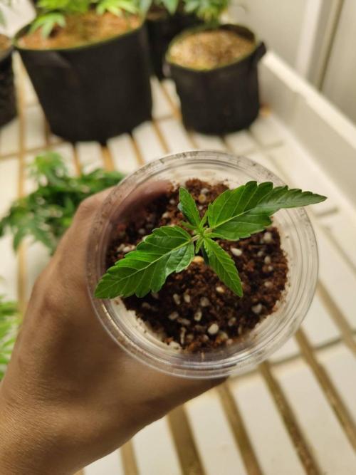 Slurricane x PLCG S1. Week 2 - 31/03