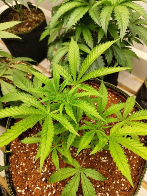 10th Planet R1. Week 8