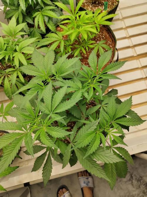 Pralines (Pheno #6). Week 7 - 31/03