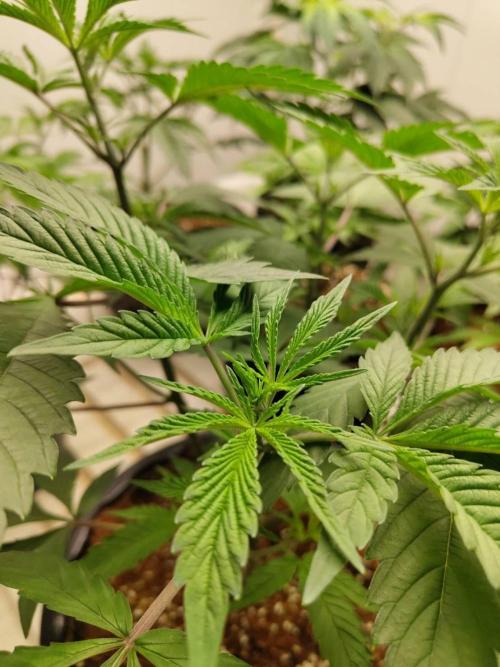 Pralines (Pheno #6). Week 7 - 31/03