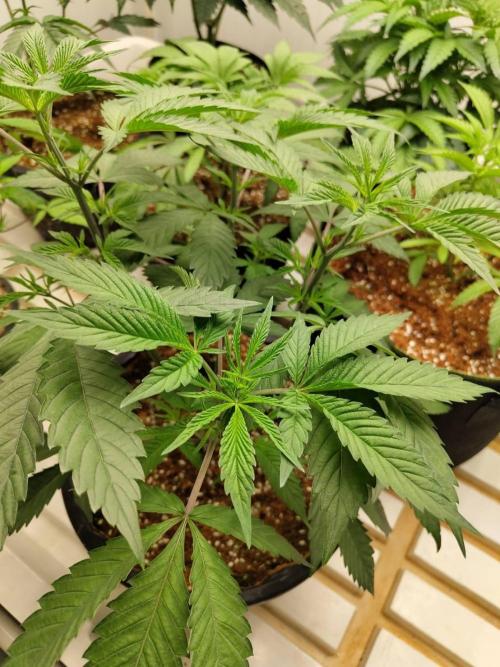 Pralines (Pheno #6). Week 7 - 31/03