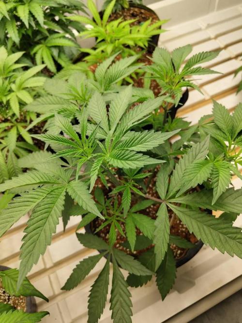 Cheetoz. Week 7