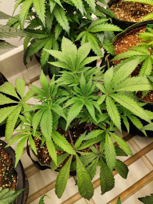 Cheetoz. Week 9