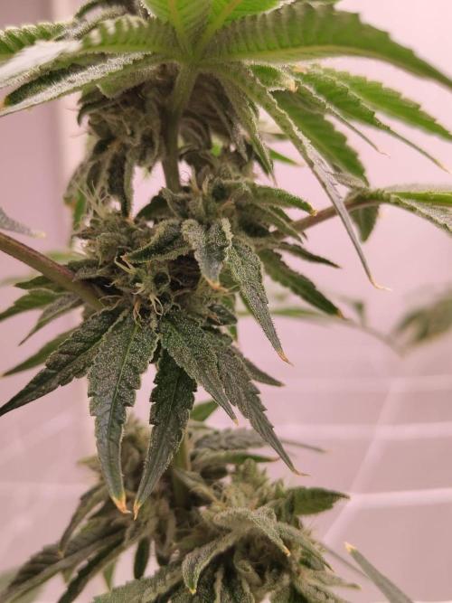 Grandpa Zombie #1. Week 14