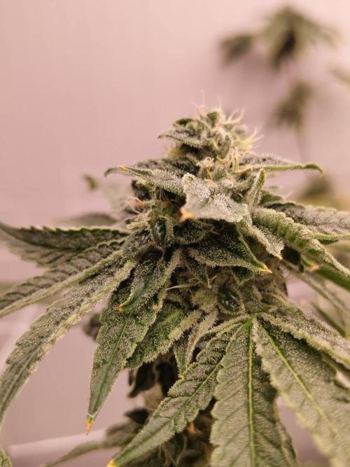 Grandpa Zombie #1. Week 14