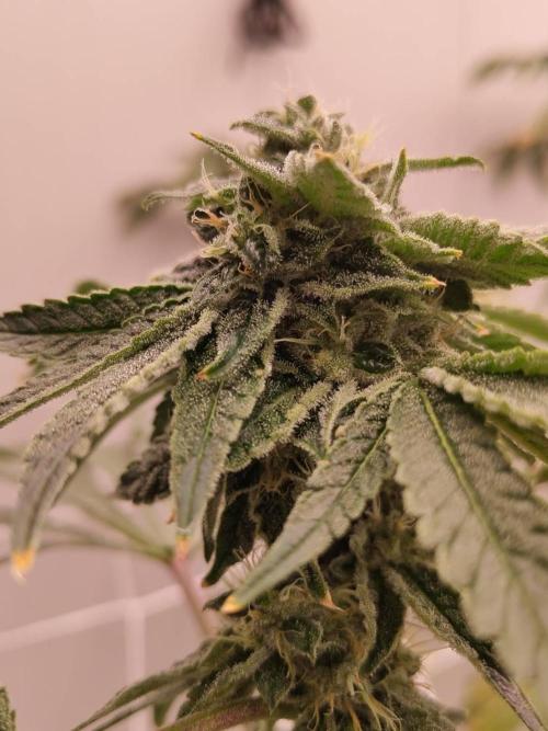 Grandpa Zombie #1. Week 14