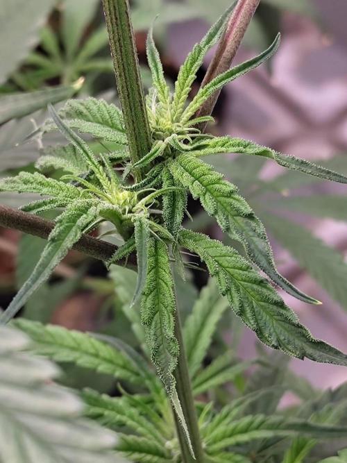 Chocolope Kush (P#1). Week 11 - 31/03