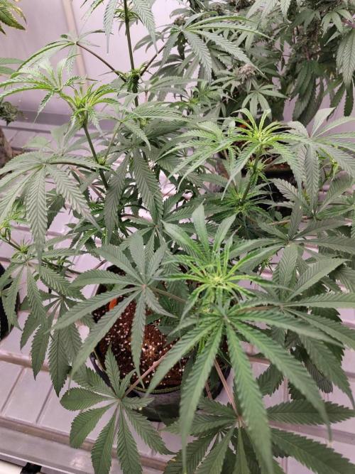 Chocolope Kush (P#1). Week 11 - 31/03