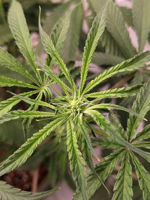 Chocolope Kush (P#1). Week 11 - 31/03