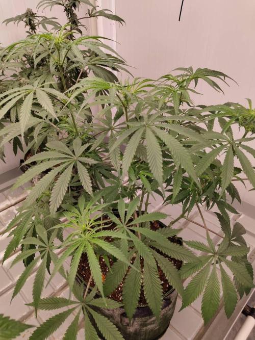 Chocolope Kush (P#1). Week 11 - 31/03