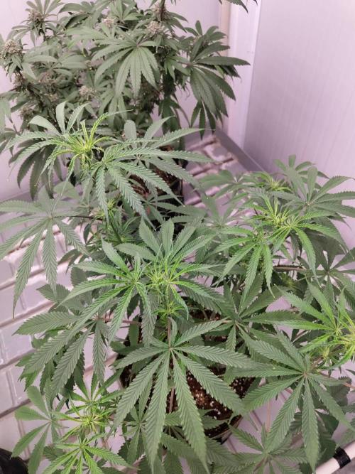 Chocolope Kush. Week 11