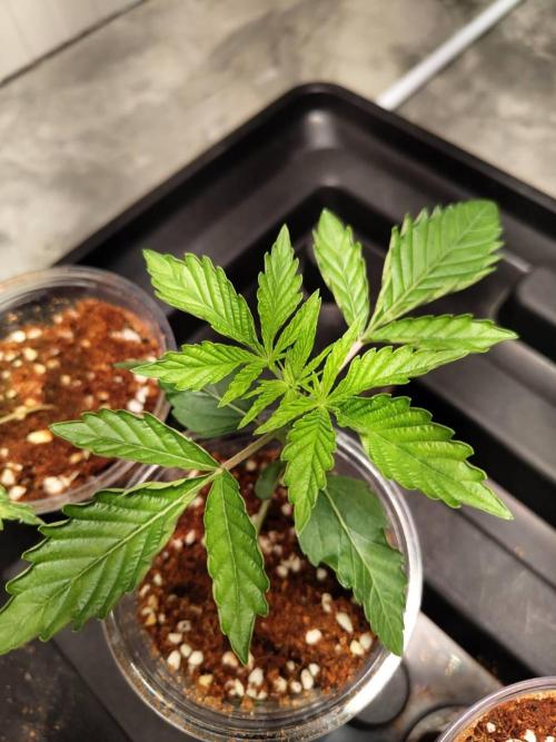 Slurricane x PLCG S1. Week 3 - 07/04