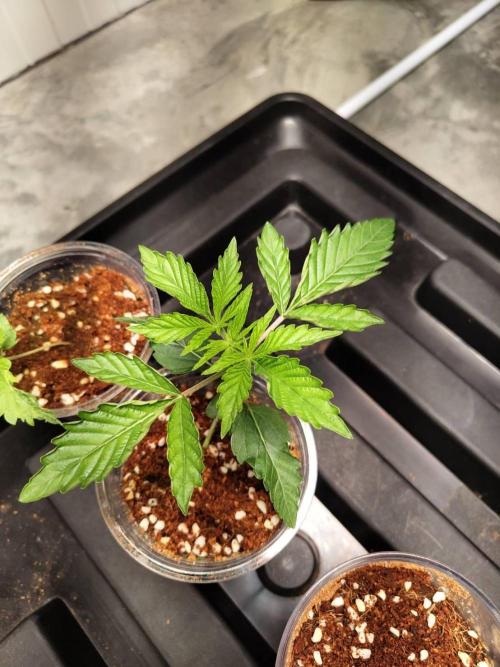 Slurricane x PLCG S1. Week 3 - 07/04