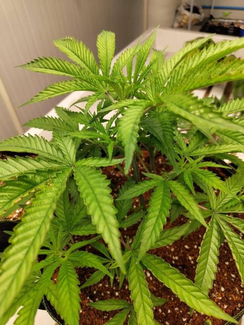 10th Planet R1. Week 9 - 07/04