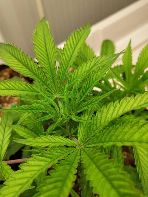 10th Planet R1. Week 9 - 07/04