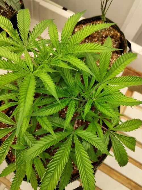 10th Planet R1. Week 9