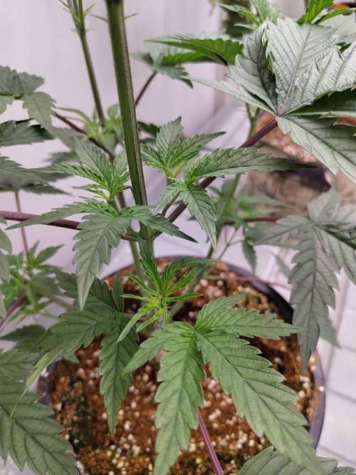Permanent Applez (ReTry). Week 8 - 07/04