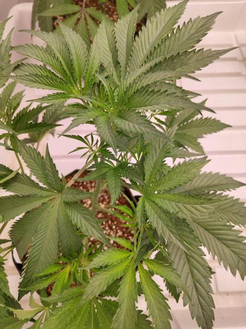 Permanent Applez. Week 8