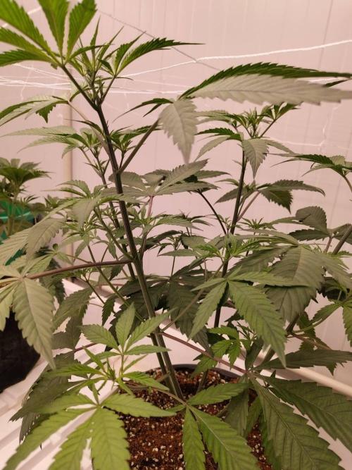 Pralines (Pheno #6). Week 8 - 07/04