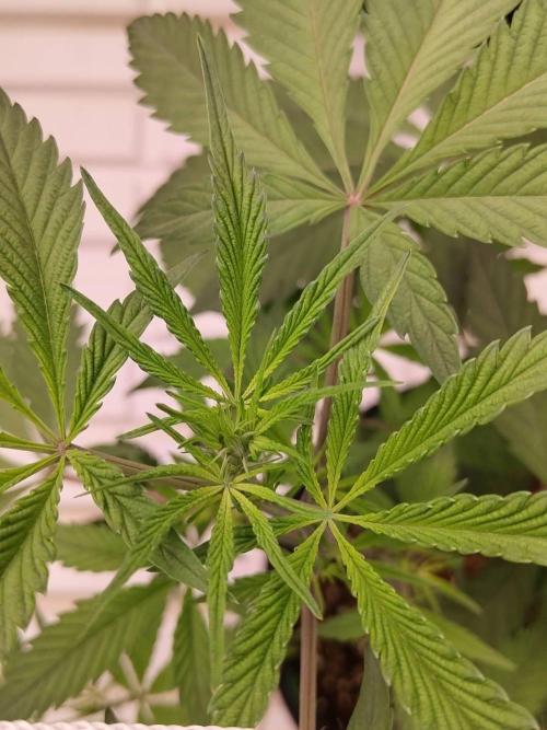 Pralines (Pheno #6). Week 8 - 07/04
