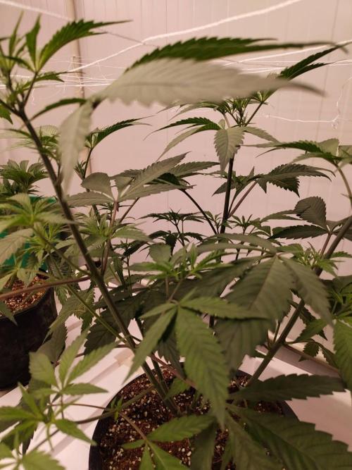 Pralines (Pheno #6). Week 8 - 07/04