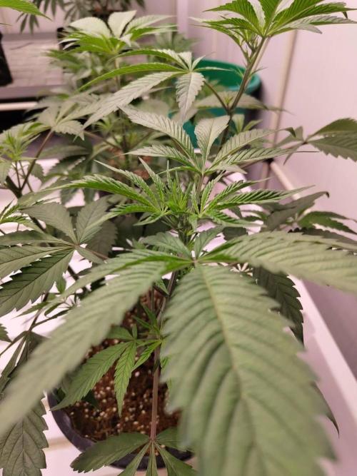 Pralines (Pheno #6). Week 8 - 07/04
