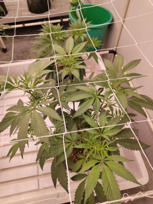 Cheetoz. Week 8