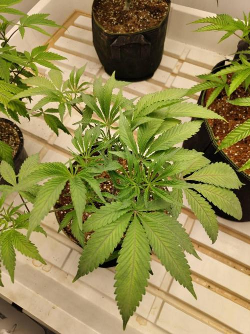 Cheetoz. Week 10