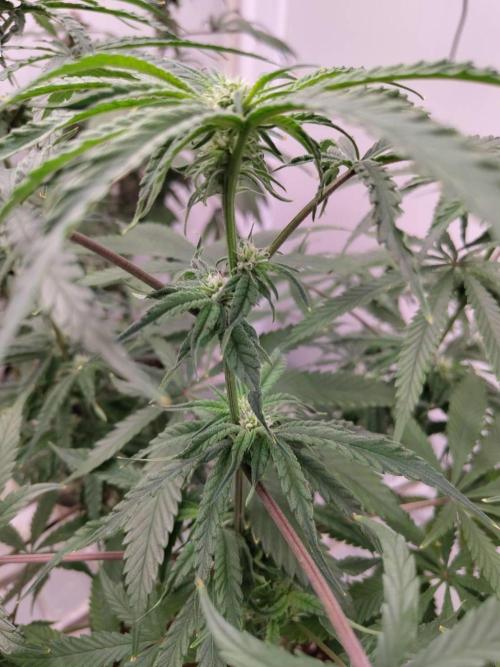 Chocolope Kush (P#1). Week 12 - 07/04