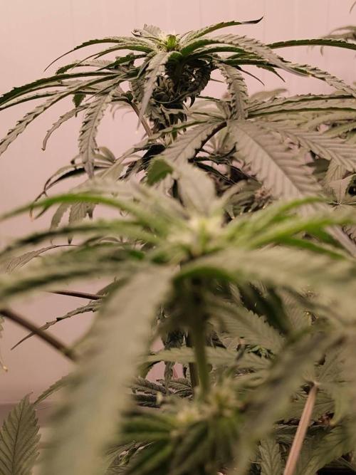 Chocolope Kush (P#1). Week 12 - 07/04