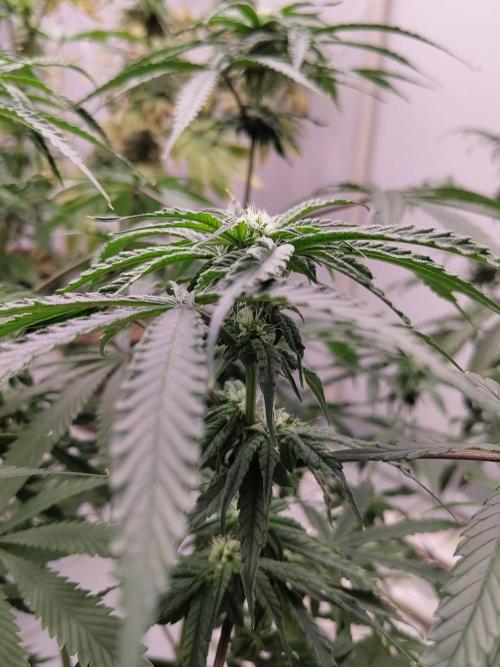 Chocolope Kush (P#1). Week 12 - 07/04