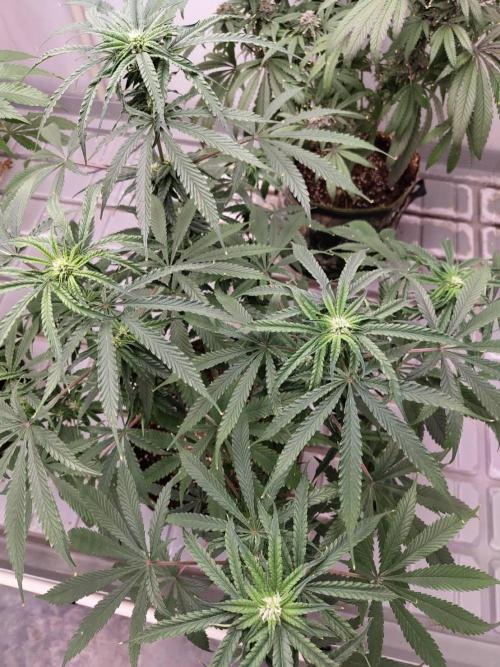 Chocolope Kush (P#1). Week 12 - 07/04