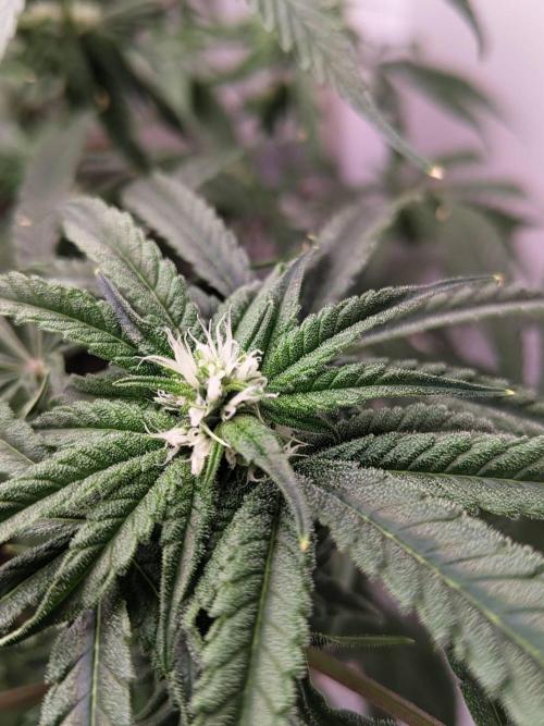 Chocolope Kush (P#1). Week 12 - 07/04