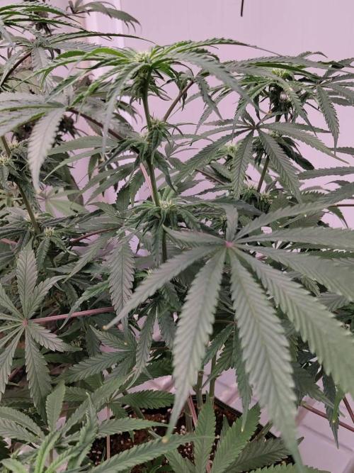 Chocolope Kush (P#1). Week 12 - 07/04