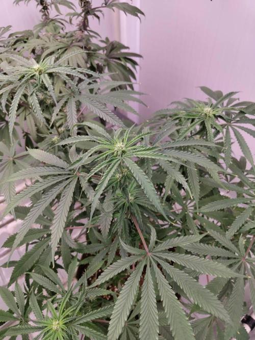 Chocolope Kush. Week 12