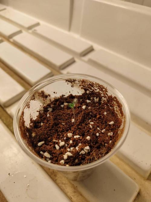 Chocolope Kush (P#2). Week 0 - 31/03