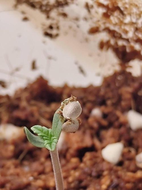 Chocolope Kush (P#2). Week 0 - 31/03