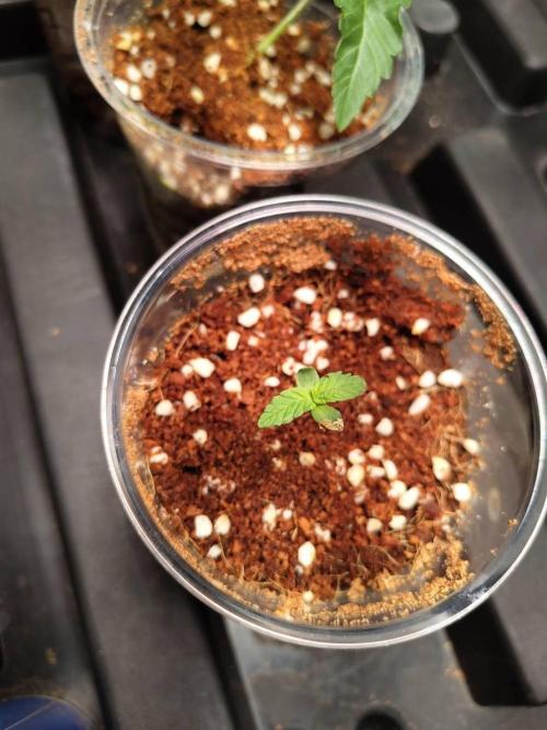 Chocolope Kush (P#2). Week 1 - 07/04