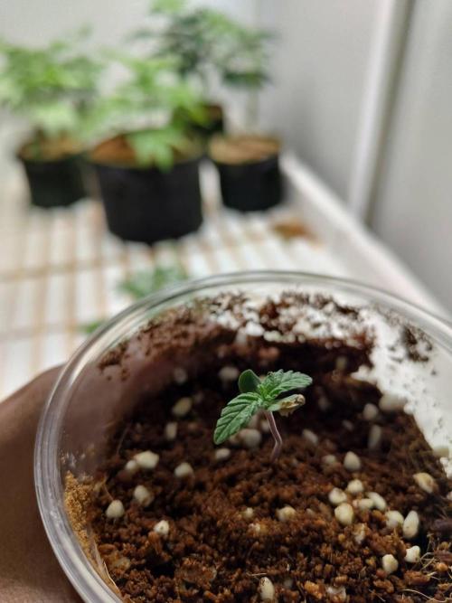 Chocolope Kush (P#2). Week 1 - 07/04