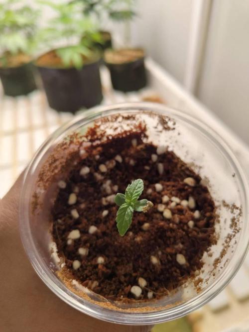 Chocolope Kush (P#2). Week 1 - 07/04