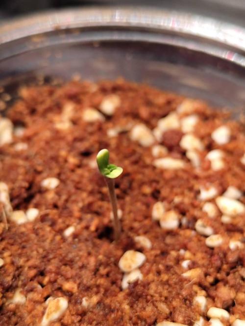 Pralines (Pheno #7). Week 0 - 23/03
