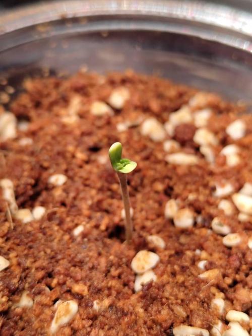 Pralines (Pheno #7). Week 0 - 23/03
