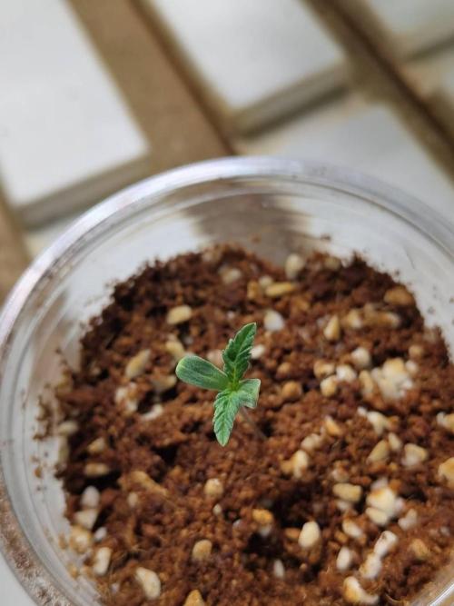 Pralines (Pheno #7). Week 1 - 26/03