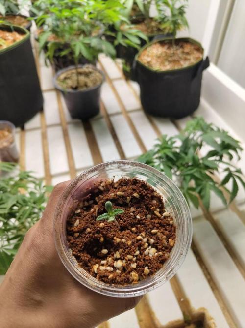 Pralines (Pheno #7). Week 1 - 26/03