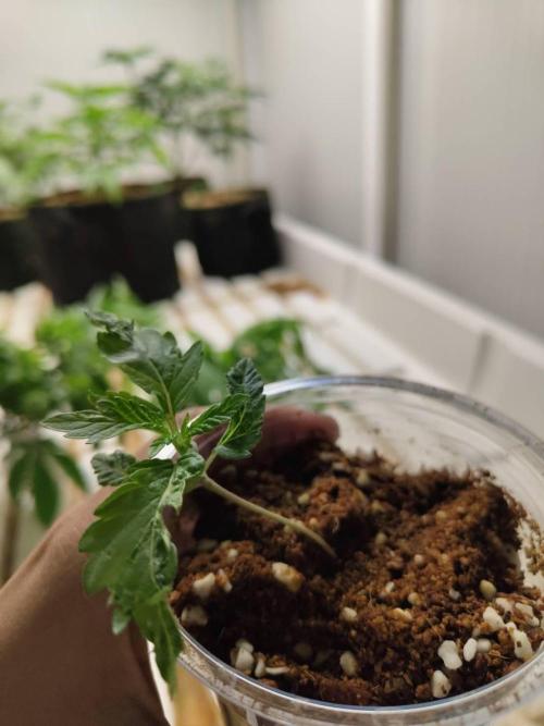 Pralines (Pheno #7). Week 2 - 06/04