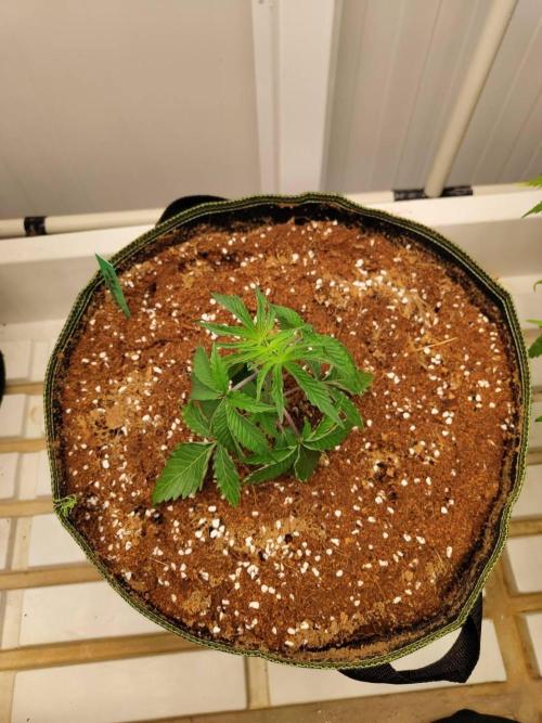 Slurricane x PLCG S1. Week 4 - 15/04