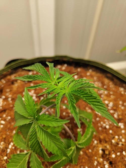 Slurricane x PLCG S1. Week 4 - 15/04