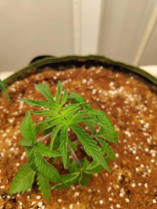Slurricane x PLCG S1. Week 4 - 15/04